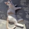 Kater Lukas entdeckt die Welt!