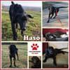 junger Haso sucht eine liebe Familie