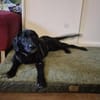 junger Haso sucht eine liebe Familie