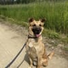Carlos- besonderer Hund sucht Menschen