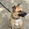 Carlos- besonderer Hund sucht Menschen