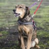 Tünci  eine ruhige Hundedame