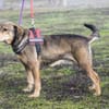 Tünci  eine ruhige Hundedame