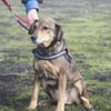 Tünci  eine ruhige Hundedame