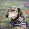 Tünci  eine ruhige Hundedame