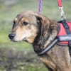 Tünci  eine ruhige Hundedame