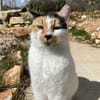 Katze mit Charme