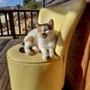 Katze mit Charme