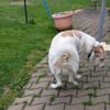 Happy End für Finnie gesucht