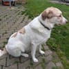 Happy End für Finnie gesucht