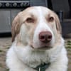Happy End für Finnie gesucht