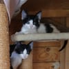 Stripe sucht DICH als Spielpartner!