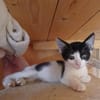 Stripe sucht DICH als Spielpartner!