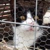 Schmusebär Athur sucht Zuhause!