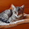 Anhänglicher Anubis sucht Zuhause
