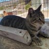 Anhänglicher Anubis sucht Zuhause