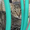 Anhänglicher Anubis sucht Zuhause