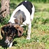 Bella- sanfte Seele sucht Zuhause