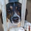 Bella- sanfte Seele sucht Zuhause