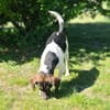 Bella- sanfte Seele sucht Zuhause