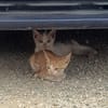 Kletterkatze Maverick sucht Zuhause!