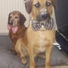 Besuche Taro in 24885 Sieverstedt