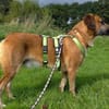 Besuche Taro in 24885 Sieverstedt