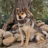LUPITO