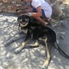 Nemo - verschmuster Senior
