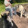 Venum ein junger toller Husky Rüde