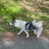 Venum ein junger toller Husky Rüde