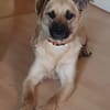 Sanfte,katzenliebe ♥Karla♥ 51503 Rösrath