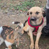 Sanfte,katzenliebe ♥Karla♥ 51503 Rösrath