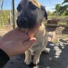 Die kleine 🐾❤ ARIELLE sucht eine Famil