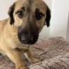 Die kleine 🐾❤ ARIELLE sucht eine Famil