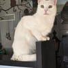 PEARL - eine weiße Perle sucht Zuhause!