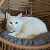 PEARL - eine weiße Perle sucht Zuhause!