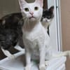 PEARL - eine weiße Perle sucht Zuhause!
