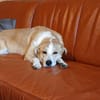 Jas - suche souveräne Partner