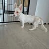 Flower - zart wie eine Blume 🍀