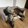 Verschmuster MORITZ sucht sein Zuhause!