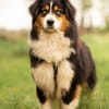 Drago - will endlich ankommen!