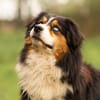 Drago - will endlich ankommen!