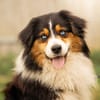 Drago - will endlich ankommen!