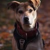 Ronja, eine Lady auf der Suche