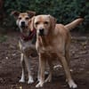Ronja, eine Lady auf der Suche
