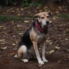 Ronja, eine Lady auf der Suche