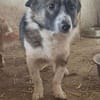 🐾❤ PAUL, ca. 3 Jahre, ca. 35/38 cm