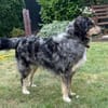 Sensibler Jungrüde ♥BALU♥ in 59174 Kamen