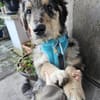 Sensibler Jungrüde ♥BALU♥ in 59174 Kamen